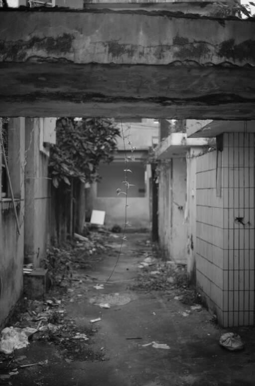 The branches in the middle just captured my eye and led me to take this photo, it was shot with the LLL 8 element, beautiful bokeh, I must say.