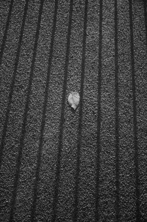 I happened to see a leaf land right in the middle of the shadow created by the bar when I was on the street taking pictures, which I found interesting, hence the picture. 